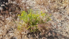 Tetradymia glabrata