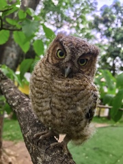 Megascops guatemalae