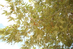 Platanus gentryi