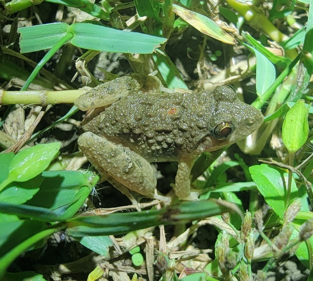 Terai Wart Frog (Minervarya teraiensis)