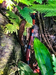 Micrurus nigrocinctus