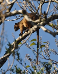 Dendrolagus lumholtzi