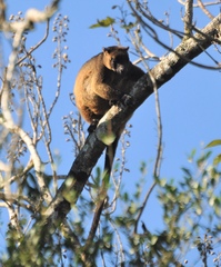 Dendrolagus lumholtzi