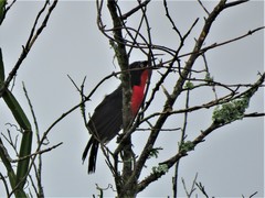 Laniarius erythrogaster