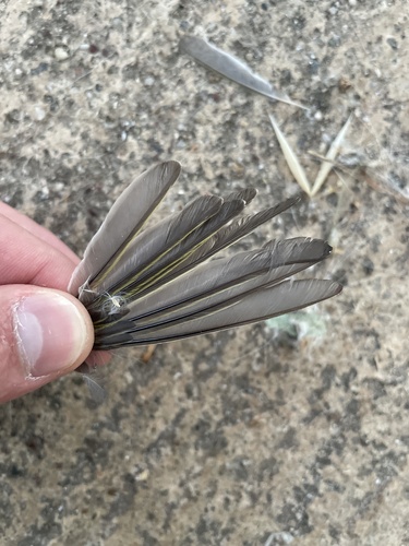 Plume de Pouillot siffleur