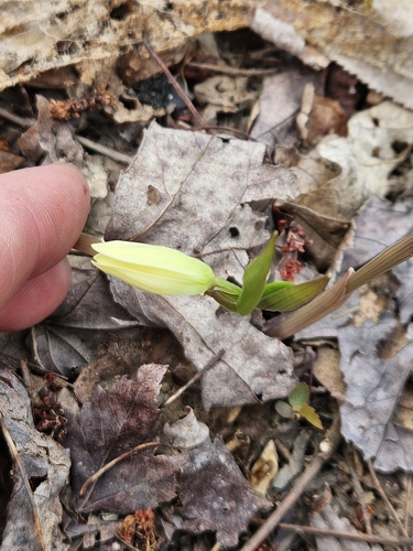 Image of Uvularia puberula by no rights reserved
