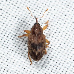 Lignyodes