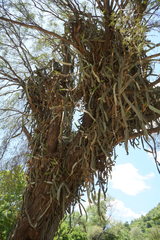 Selenicereus ocamponis