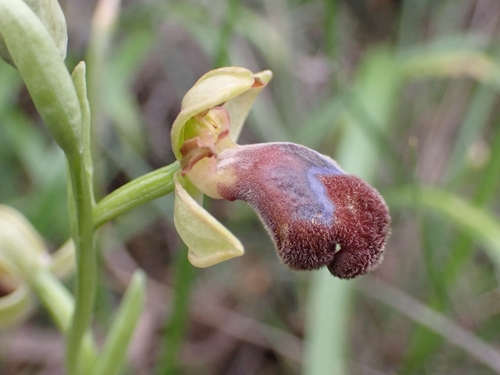 Image of Ophrys omegaifera by (c) Elias, some rights reserved (CC BY)