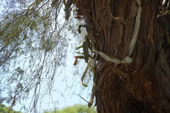 Selenicereus ocamponis