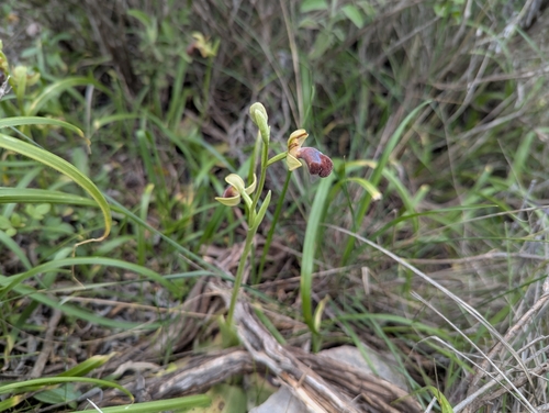 Image of Ophrys omegaifera by (c) Elias, some rights reserved (CC BY)