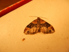 Xanthorhoe ferrugata