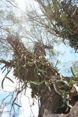 Selenicereus ocamponis