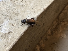 Gryllus