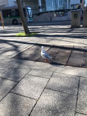 Chroicocephalus novaehollandiae