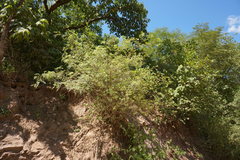 Bursera stenophylla