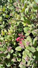 Arctostaphylos morroensis