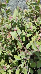 Arctostaphylos morroensis