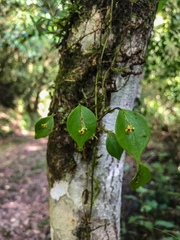 Lepanthes appendiculata