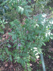 Alectryon excelsus excelsus