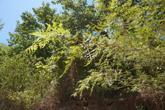 Bursera stenophylla