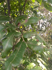 Alectryon excelsus excelsus