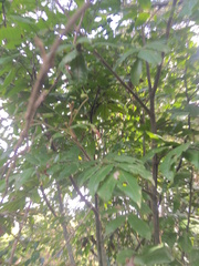 Alectryon excelsus excelsus