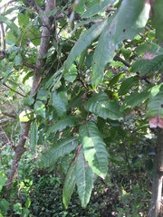 Alectryon excelsus excelsus