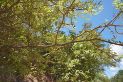 Bursera stenophylla