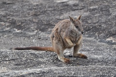 Petrogale mareeba