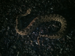 Crotalus cerastes cercobombus