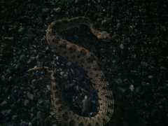 Crotalus cerastes cercobombus