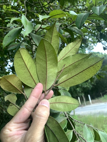 Diospyros laurina observed 2025-04-05