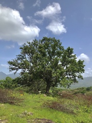 Quercus oleoides