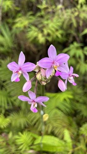 Spathoglottis plicata