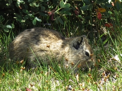 Galea musteloides