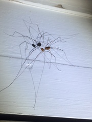 Leiobunum aldrichi