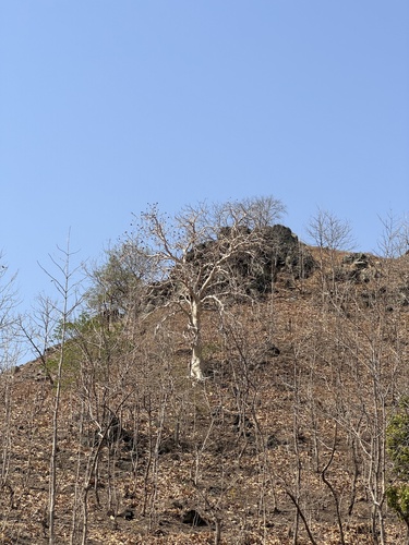 Ghost tree