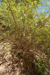 Bursera stenophylla