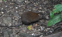 Hypsiprymnodon moschatus