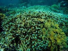 Porites porites