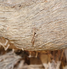 Stenocatantops angustifrons