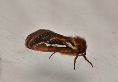 Fraus simulans
