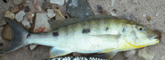 Giant Cichlid photo 3