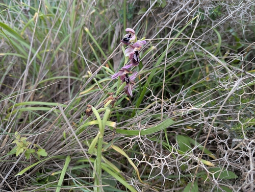 Image of Ophrys reinholdii by (c) Elias, some rights reserved (CC BY)
