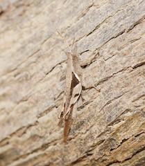 Stenocatantops angustifrons