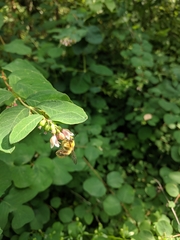 Bombus mixtus