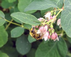 Bombus mixtus