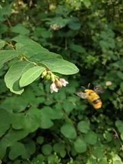 Bombus mixtus