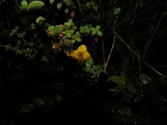 Chaetolepis microphylla